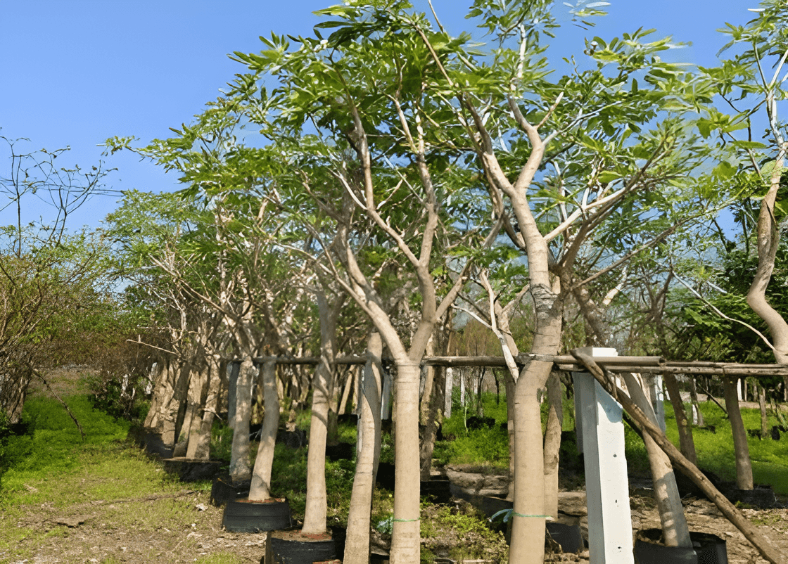 TABEBUIA