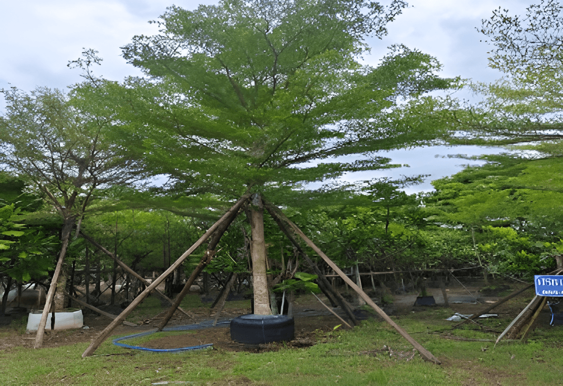 TERMINALIA